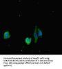 DOCK3 Antibody