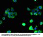SLC38A6 Antibody