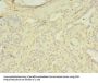 SPIC Antibody