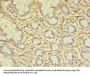 SPIC Antibody