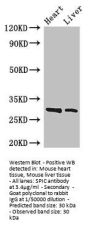 SPIC Antibody
