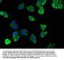 ATP6V0D2 Antibody