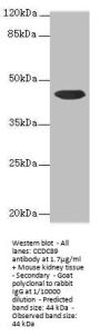 CCDC89 Antibody
