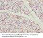 CCDC89 Antibody