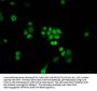 FANCB Antibody