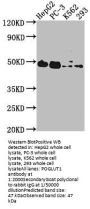 POGLUT1 Antibody