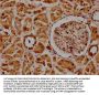 POGLUT1 Antibody