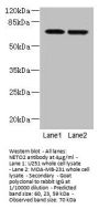NETO2 Antibody