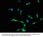 DYNC2H1 Antibody