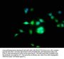 CPEB3 Antibody