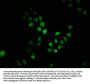 APPL2 Antibody
