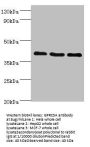 GPRC5A Antibody