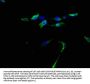 DNER Antibody
