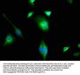 PIP4K2C Antibody