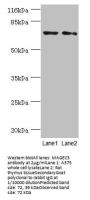 MAGEC3 Antibody