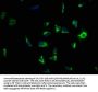 LRRC15 Antibody