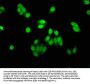 AEN Antibody