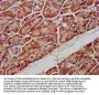 PTPMT1 Antibody