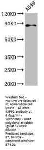 RXFP2 Antibody