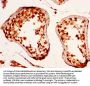 RXFP2 Antibody