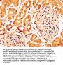 RXFP2 Antibody