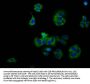 RXFP2 Antibody
