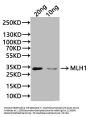 MLH1 Antibody