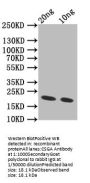 CSGA Antibody