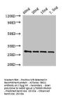 BAS1 Antibody