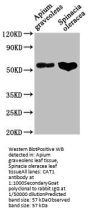 CAT1 Antibody