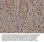 NCLN Antibody