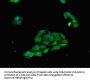TP53INP1 Antibody