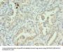 S100PBP Antibody