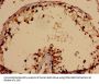 TBC1D31 Antibody