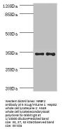 NRBF2 Antibody