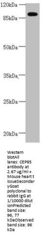CEP95 Antibody