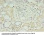 MED30 Antibody