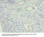 MED30 Antibody