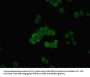 MED30 Antibody