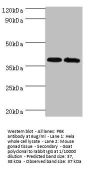 PBK Antibody