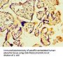 PBK Antibody