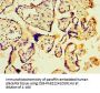 PBK Antibody