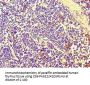 PBK Antibody