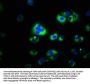 CAPNS2 Antibody