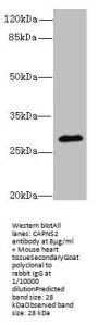 CAPNS2 Antibody