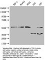 TSNARE1 Antibody