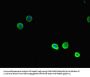 TSNARE1 Antibody
