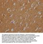 CNTNAP3B Antibody