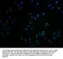 CNTNAP3B Antibody