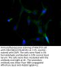NECTIN4 Antibody